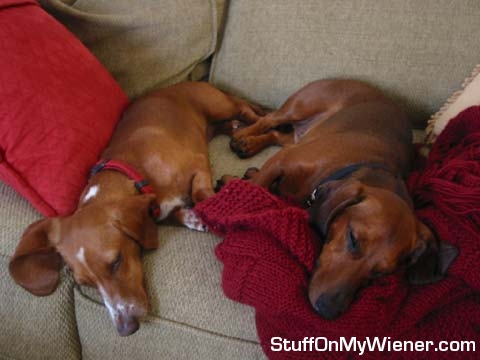 Nathan and Frankie - couch puppies.
