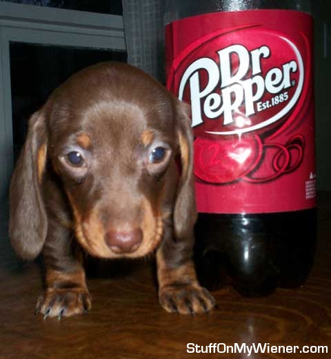 Sami on the table being a Pepper.