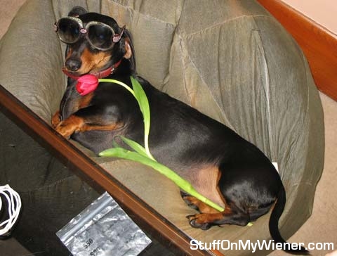 Schnitzel Von Krumm, ladies man.