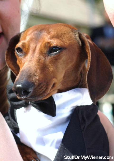 Schatzi in a tuxedo.