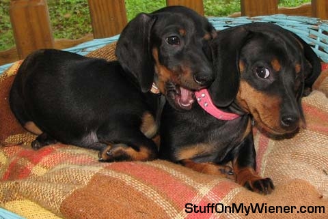 Bailey chewing Matilda’s collar.