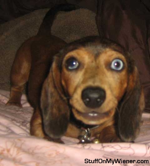 Lola on bed investigating the camera lens.