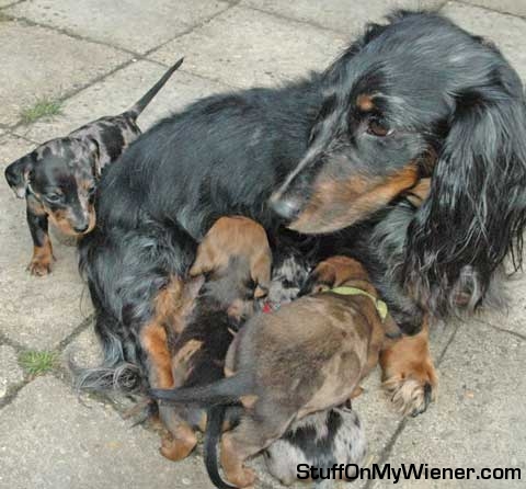 Lotje and her pups.
