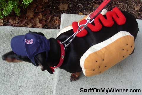 Maggie Mae as a Fenway Frank.