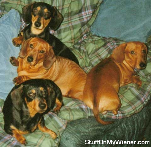 Oscar, Alice, Emily and Monty having their afternoon break.