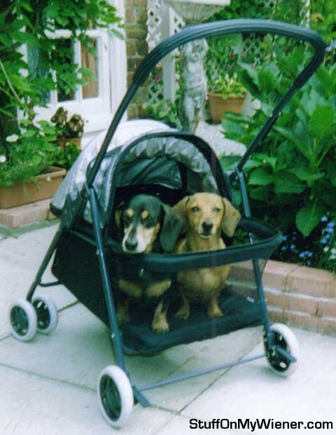 Oscar and Daphne going for a stroll.