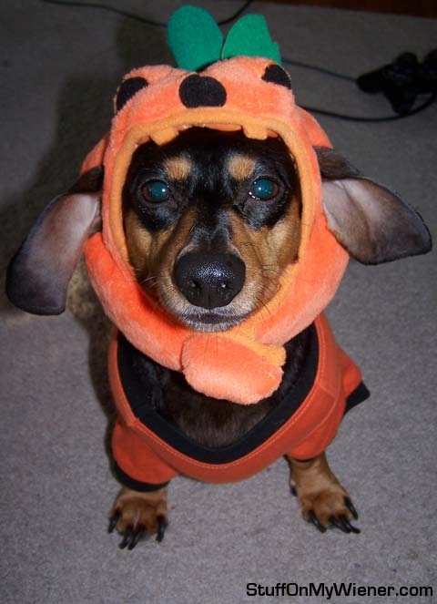 Ozzie as the great pumpkin.