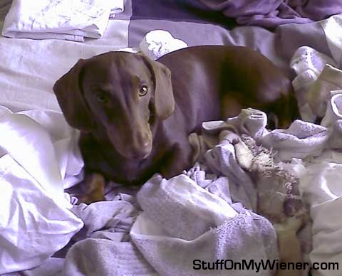 Rolo helping with the laundry.