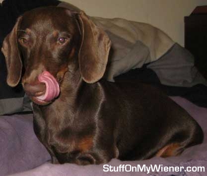 Rolo cleaning up the last morsel from his face.