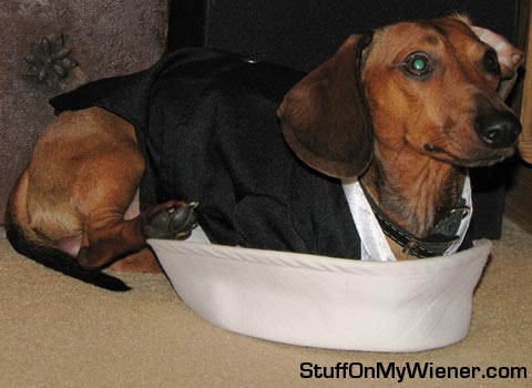 Schatzi sitting in daddy’s sailor hat.
