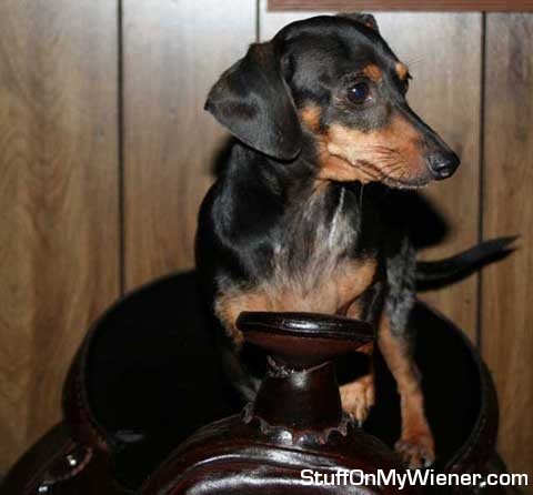Slinky on a saddle.
