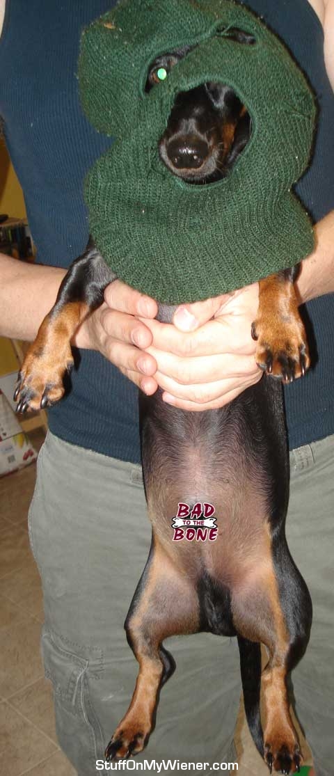 Ziggy in ski mask, hold up style.