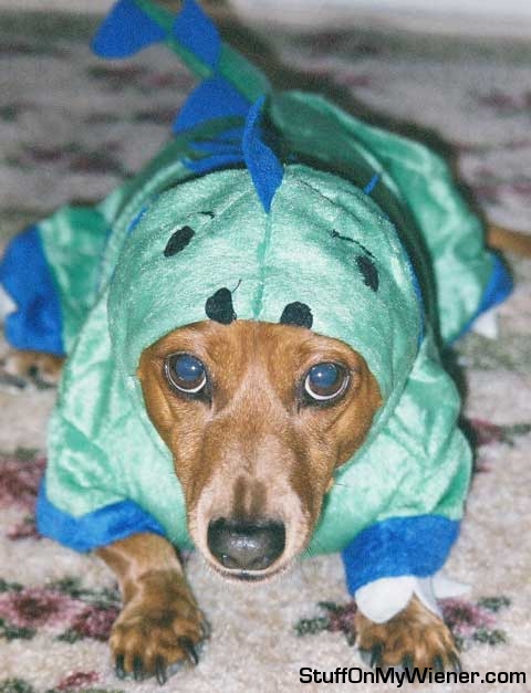 Brutus displaying his displeasure with his mom….grrrrrrrrrrr