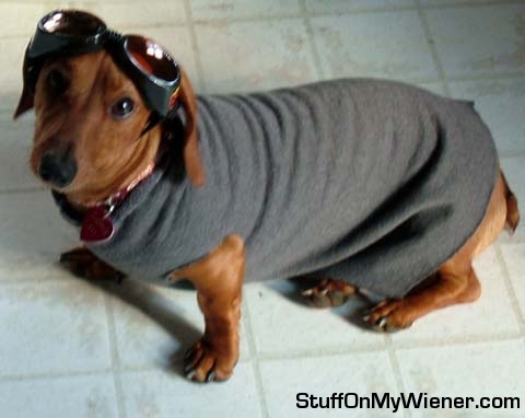 Chopper in his muscle shirt and doggles for his ride!