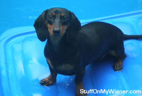 Coco Puff on a raft in the pool.