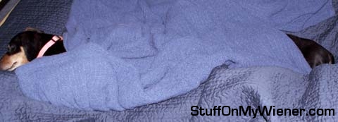 Daisy & Petunia under the blanket.