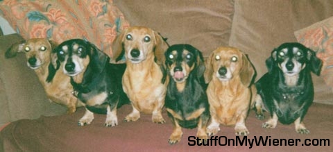 Daphne Oscar Monty Alice Emily Amy on the couch.