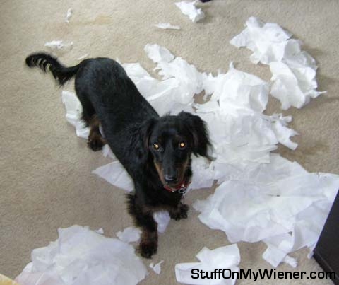 Guinness pleads innocence to shredding the tissues.