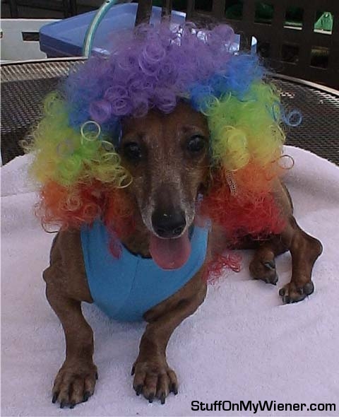 Meeka with her psychedelic rainbow afro.