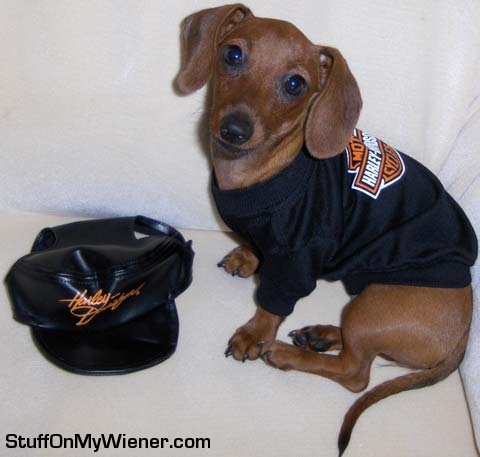 Miss Weenie in a Harley Davidson shirt with hat.