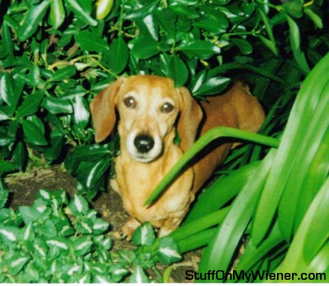 Monty in the wilderness, err garden.