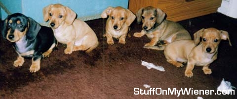 Oscar, Teckel, Pickle, Daphne, and Millie with shredded tissue.