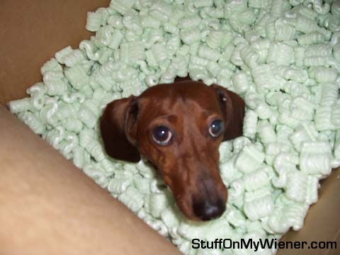 Punkin in a box of packing peanuts.