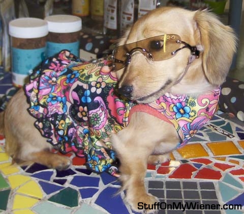 Savannah in doggles and a dress.