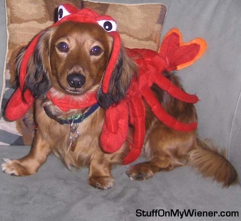 Schatzenheimer in his lobster costume.