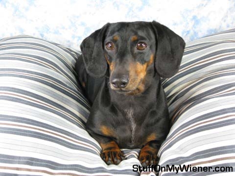 Whitney on a fluffy pillow.