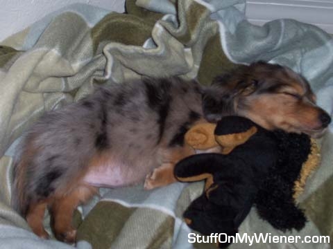 Zoey, bedtime with Mr. Squirrel.