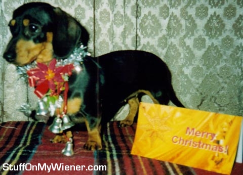 Alice with Christmas bow and bells.