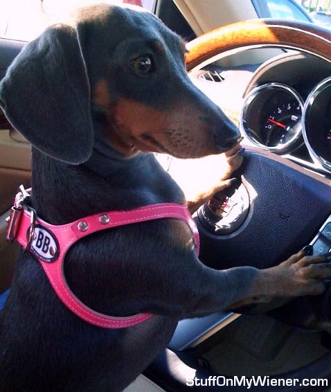 Bonnie in her pink harness driving a Caddie.