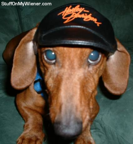 Chase in a Harley Davidson cap.