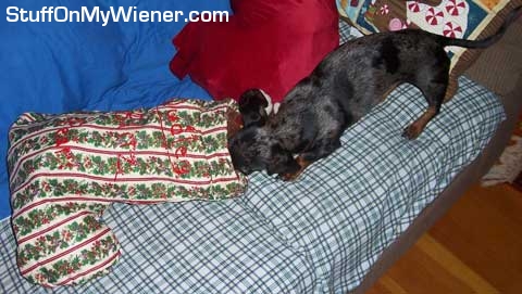 Dudley opens his stocking.