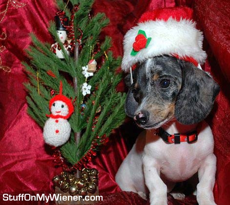 Jethro with a x-mas hat and tree.