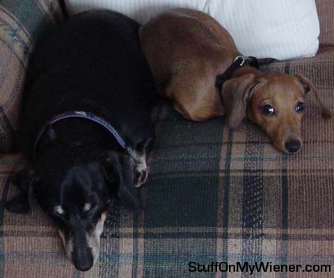 Molly watches the camera as Maggie May sleeps.