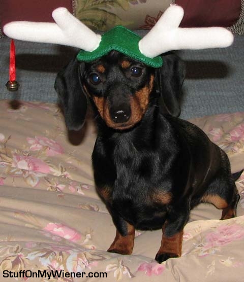 Matilda with Reindeer antlers.