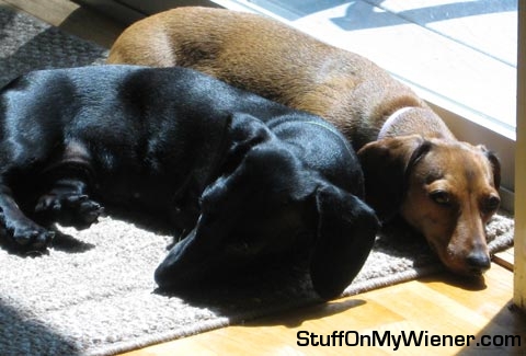 Minnie and Bee sleeping in the sun.