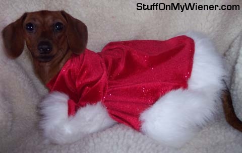 Miss Weenie in a Santa dress.