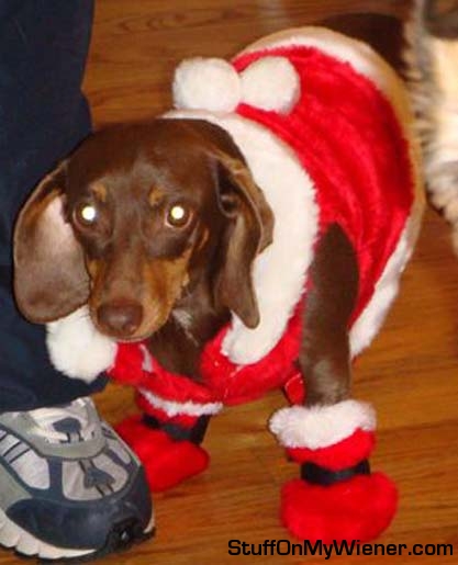 Penny as Miss Santa Paws.