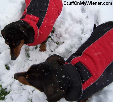 Penny and Ozzie in the first snow of the season.