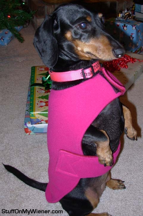 Sasha in her new coat.