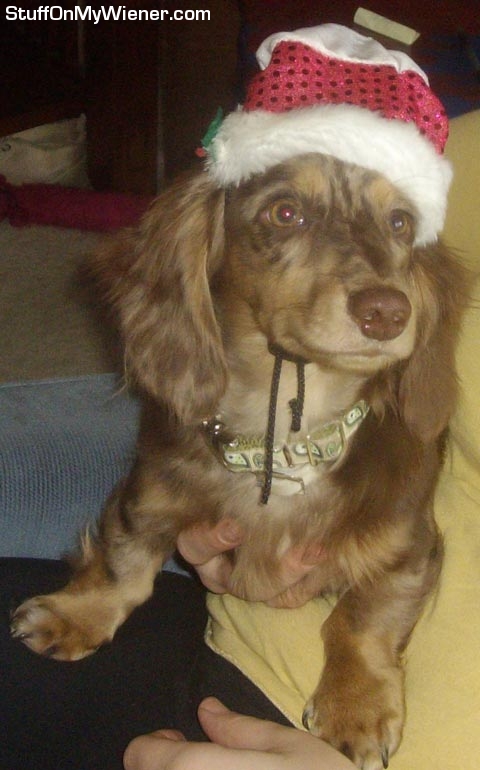 Whilhelm Packer in a Christmas hat.