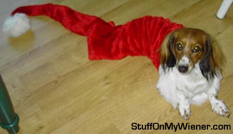 Wrigley with a Christmas hat on wrong end.