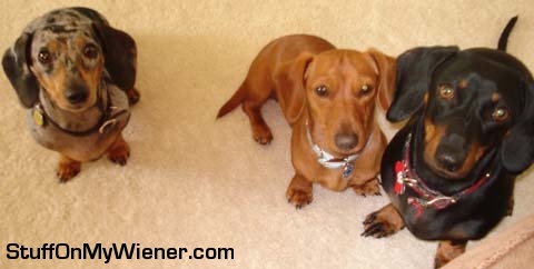Bailey, Chloe, and Sadie pose for mom.