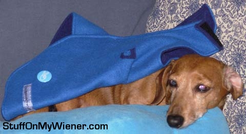 Bandit under his new winter coat.