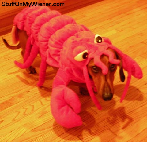 Buster in a lobster costume.