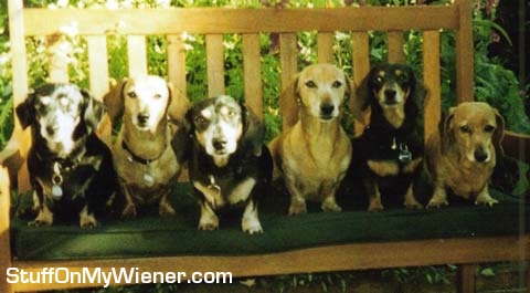 Amy, Monty, Alice, Emily, Oscar, and Daphne on the garden bench.