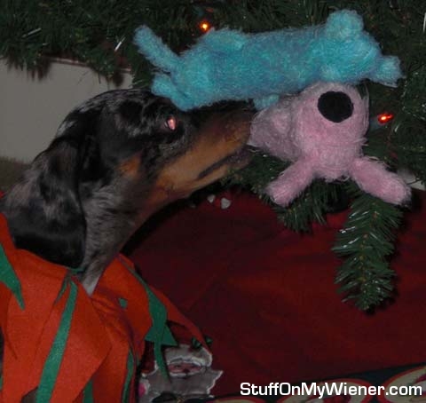 Lacy saves Bobo from Christmas tree.
